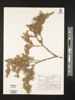 Juniperus deppeana image