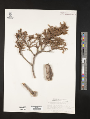 Juniperus deppeana var. patoniana image