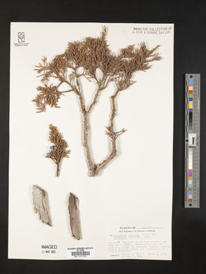 Juniperus deppeana image