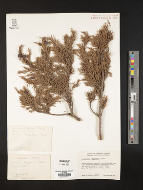 Juniperus deppeana image