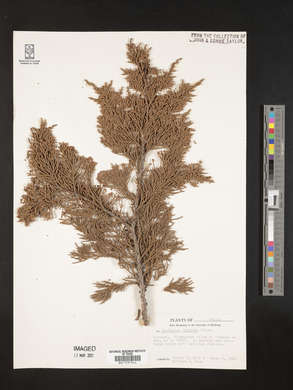 Juniperus deppeana image