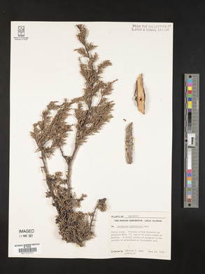 Juniperus saltillensis image