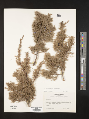 Juniperus monosperma image