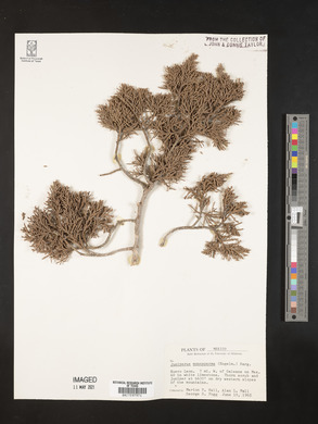 Juniperus monosperma image