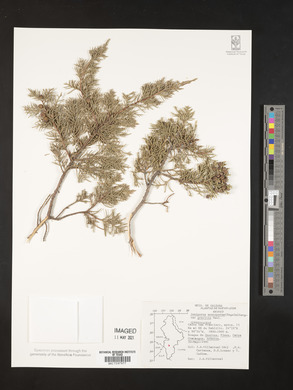 Juniperus monosperma image