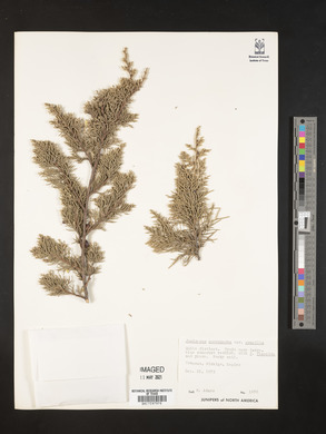 Juniperus monosperma image