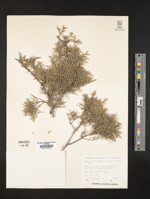 Juniperus monosperma image