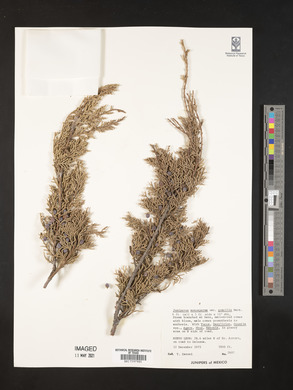 Juniperus monosperma image