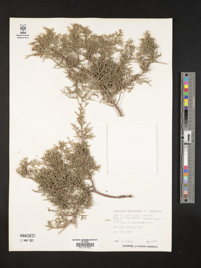 Juniperus monosperma image