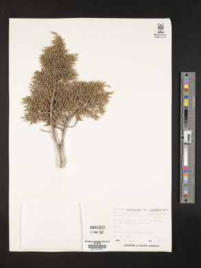 Juniperus monosperma image