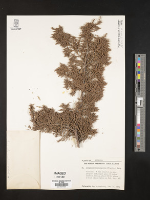 Juniperus monosperma image