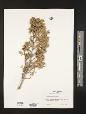 Juniperus pinchotii image