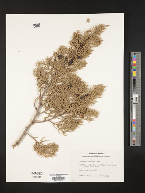 Juniperus pinchotii image