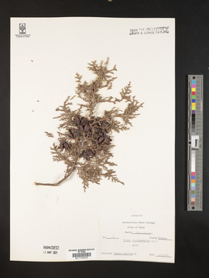 Thuja occidentalis image