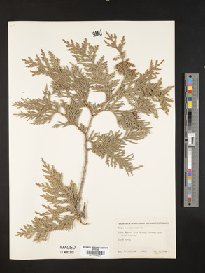 Thuja occidentalis image