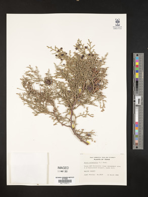 Platycladus orientalis image