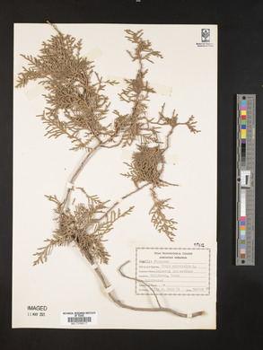 Platycladus orientalis image
