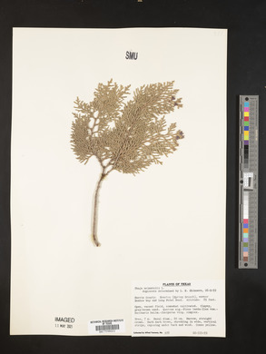 Platycladus orientalis image