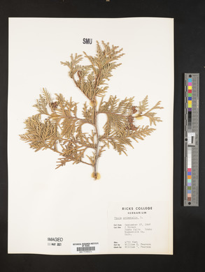 Platycladus orientalis image