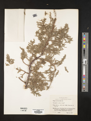 Platycladus orientalis image