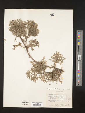 Platycladus orientalis image