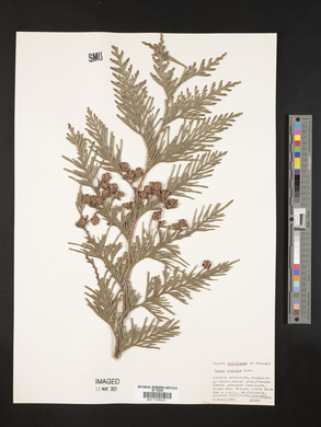 Thuja plicata image