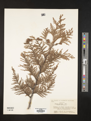Thuja plicata image