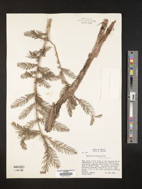 Taxodium mucronatum image