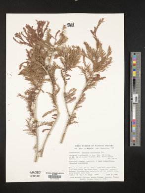Taxodium mucronatum image