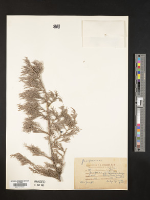 Juniperus excelsa image