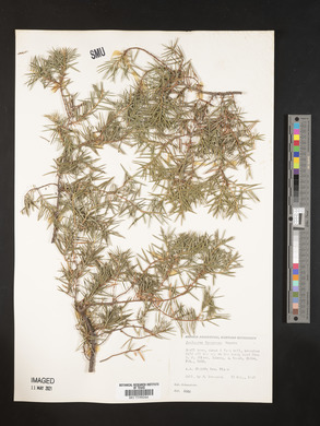 Juniperus formosana image
