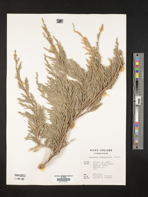 Juniperus horizontalis image