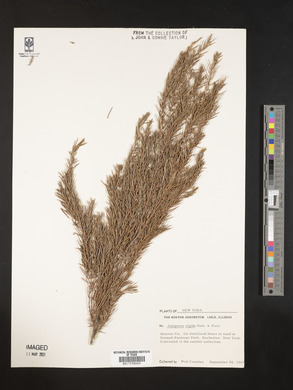 Juniperus rigida image