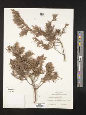 Juniperus barbadensis image