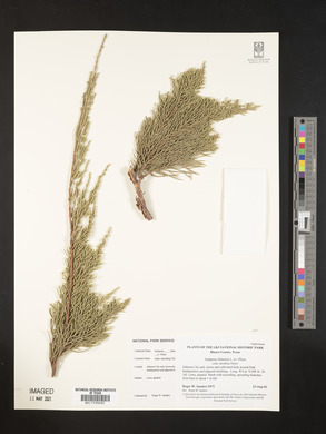 Juniperus chinensis image