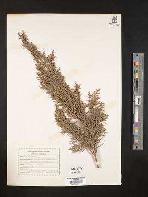 Juniperus chinensis image