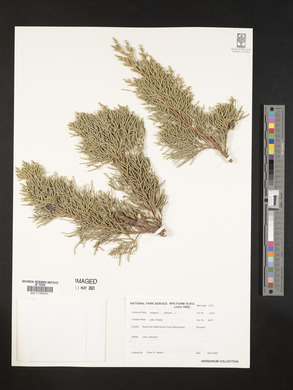 Juniperus chinensis image