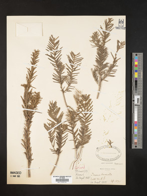 Taxus baccata image