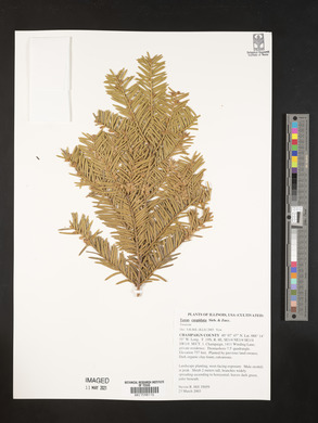 Taxus cuspidata image