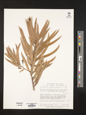 Podocarpus reichei image