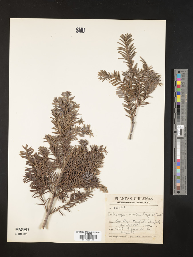 Podocarpus andina image