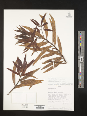 Podocarpus celatus image