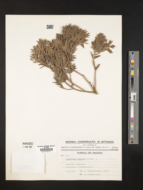 Podocarpus lambertii image