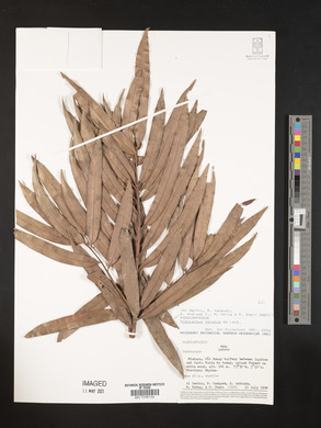 Podocarpus celatus image