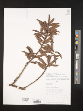 Podocarpus oleifolius image