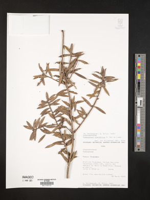 Podocarpus oleifolius image