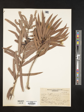 Nageia coriacea image