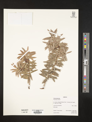 Podocarpus urbanii image