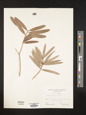 Podocarpus elatus image