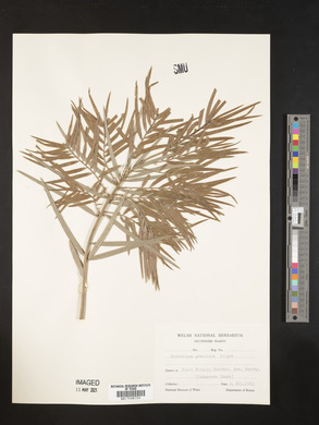 Podocarpus gracilior image